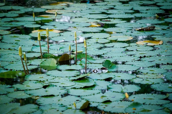 Groene lotus blad met witte lotus bud — Stockfoto