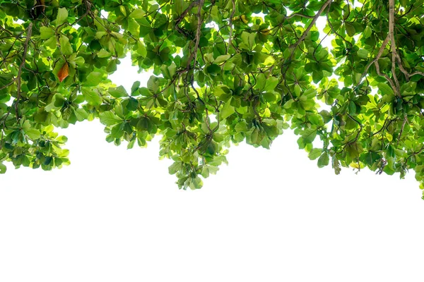 Indian almond tree — Stock Photo, Image