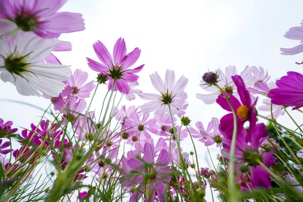 Cosmo rosa fiori in giardino — Foto Stock