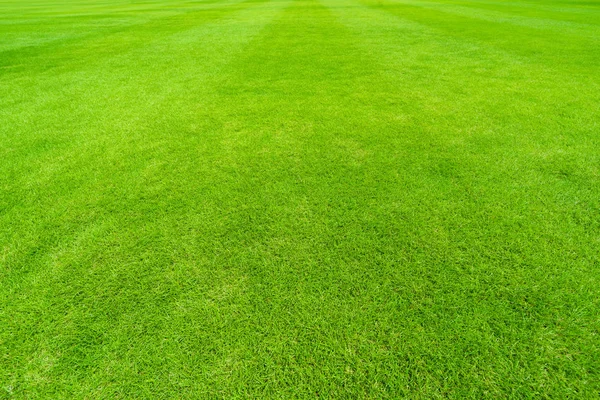 Gras van sport veld — Stockfoto