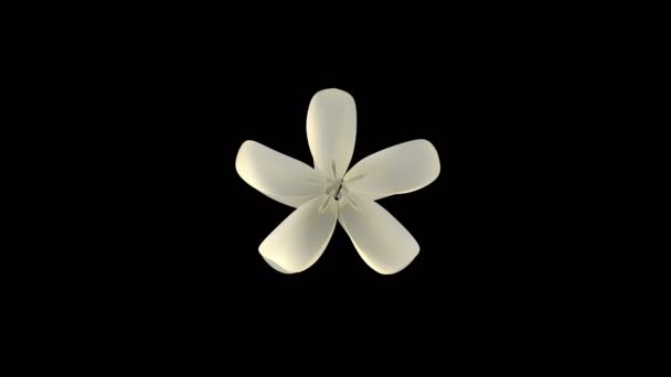 Animation Une Fleur Fleurs Avec Couche Alpha — Video