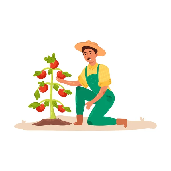 Agricultor do sexo masculino que cuida de tomates no jardim. Ilustração vetorial em estilo de desenho animado plano . — Vetor de Stock