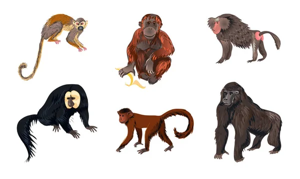 Смешные обезьяньи животные различных типов векторной иллюстрации — стоковый вектор