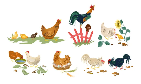 Gallinas, polluelos, pollas en la naturaleza comiendo disfrutando de la vida vector ilustración — Archivo Imágenes Vectoriales