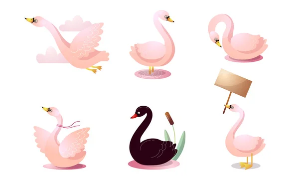 Conjunto de cisnes de dibujos animados de colores en diferentes poses. Ilustración vectorial en estilo plano de dibujos animados . — Archivo Imágenes Vectoriales