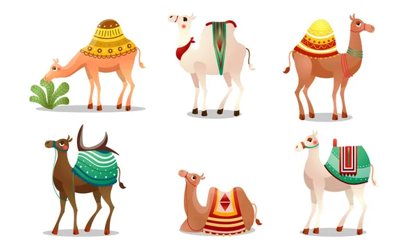 Conjunto de divertidos camellos lindos con mantas coloridas vector ilustración — Archivo Imágenes Vectoriales