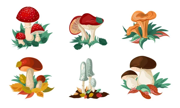 Set di funghi colorati e sgabelli. Illustrazione vettoriale in stile fumetto piatto . — Vettoriale Stock