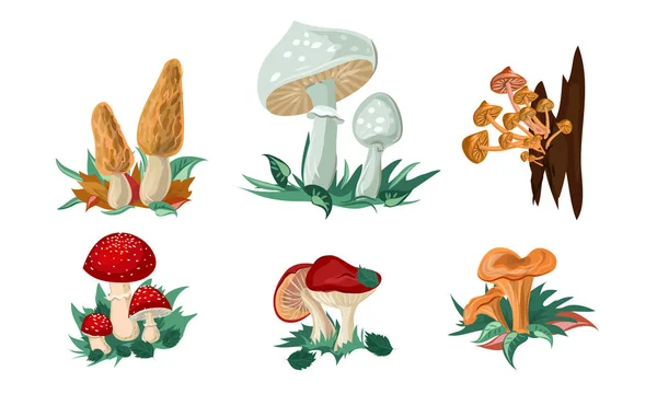 Set di funghi colorati e sgabelli. Illustrazione vettoriale in stile fumetto piatto . — Vettoriale Stock