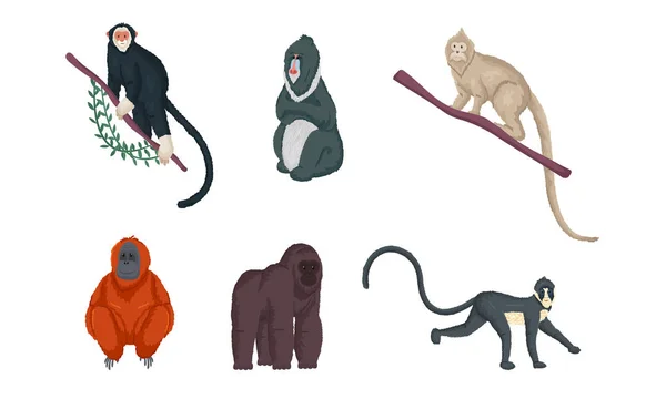 Zestaw różnych gatunków małp w różnych działaniach. Ilustracja wektora w stylu płaskiej kreskówki. — Wektor stockowy