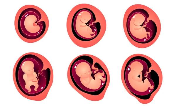 Etapper av embryoutveckling i mödrar livmoder vektor illustration — Stock vektor