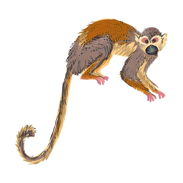 Mono capuchino animal selva tropical listo para saltar — Vector de stock
