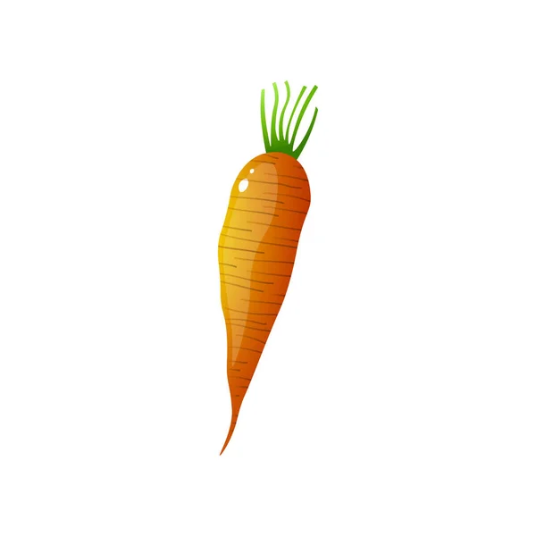 Orange fresh carrot isolated on white background — Stock vektor