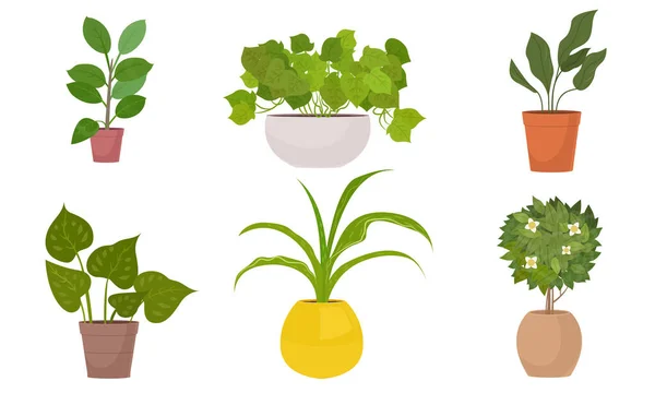 Verschillende soorten groen huis planten in potten vector illustratie — Stockvector