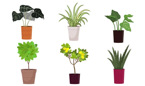 Diferentes tipos de plantas caseras florecientes verdes en macetas vector ilustración — Vector de stock
