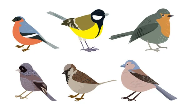 Ensemble de différents types d'illustrations vectorielles de petits oiseaux de ville — Image vectorielle