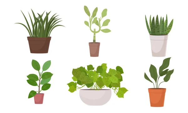 Diferentes formas de flores verdes plantas caseras en macetas vector ilustración — Vector de stock