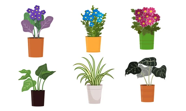 鉢物の中の緑の咲く家庭の植物や花の様々な種類ベクトル図 — ストックベクタ