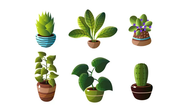 Ensemble de plantes de maison décoratives dans des pots. Illustration vectorielle en style dessin animé plat . — Image vectorielle