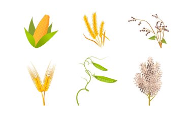 Elle çizilmiş farklı tipte mısır gevreği hasat etmek için.