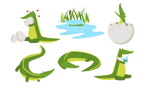 Drôle d'animaux crocodiles vivant dans les marais et donnant naissance — Image vectorielle