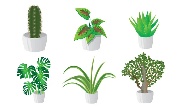 Ensemble de plantes de maison décoratives dans des pots. Illustration vectorielle en style dessin animé plat . — Image vectorielle