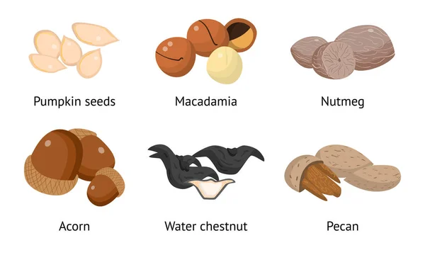 Set di semi di zucca, macadamia, noce moscata, ghianda, castagno d'acqua, pecan. Illustrazione vettoriale in stile fumetto piatto — Vettoriale Stock