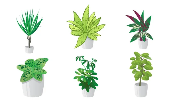 Ensemble de plantes de maison décoratives dans des pots. Illustration vectorielle en style dessin animé plat . — Image vectorielle