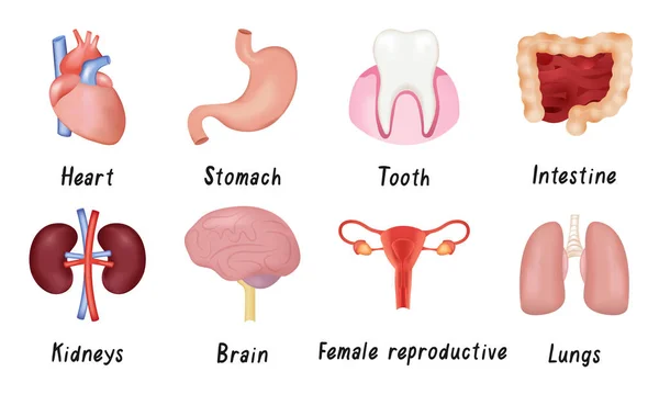 一组人体器官心脏、肾、肺、脑、女性生殖系统、肠、牙、胃。平面卡通风格的矢量插图. — 图库矢量图片