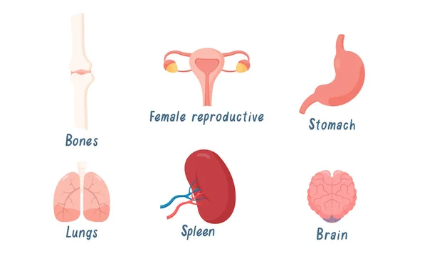 Conjunto de órgãos humanos ossos, pulmões, cérebro, sistema reprodutor feminino, baço, estômago. Ilustração vetorial em estilo de desenho animado plano . —  Vetores de Stock