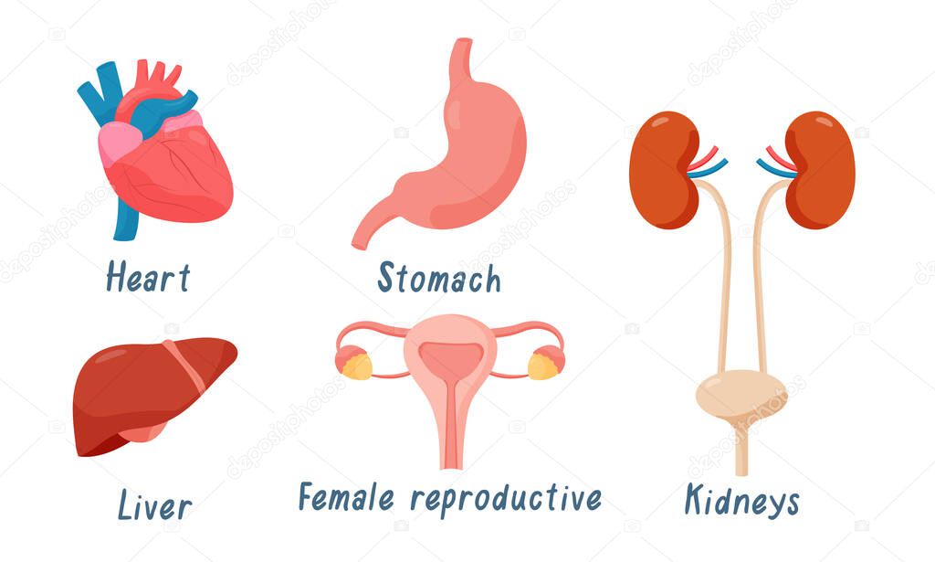 Set of human organs heart, female reproductive system, stomach, kidneys, liver. Vector illustration in flat cartoon style.