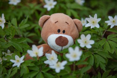 Ormandaki beyaz çiçeklerdeki pelüş oyuncak ayı