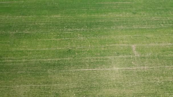 Vista Aérea Del Campo Verde Desde Dron — Vídeo de stock