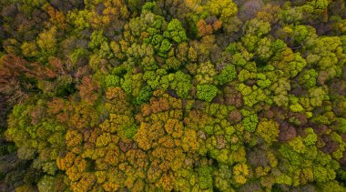 İnsansız hava aracından ormana hava görüntüsü