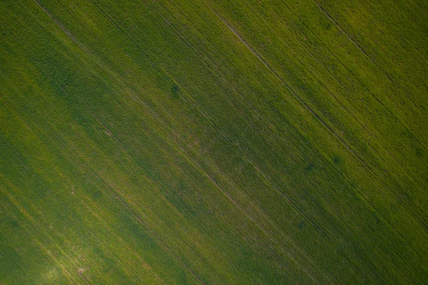 Aerial view on  green field from drone