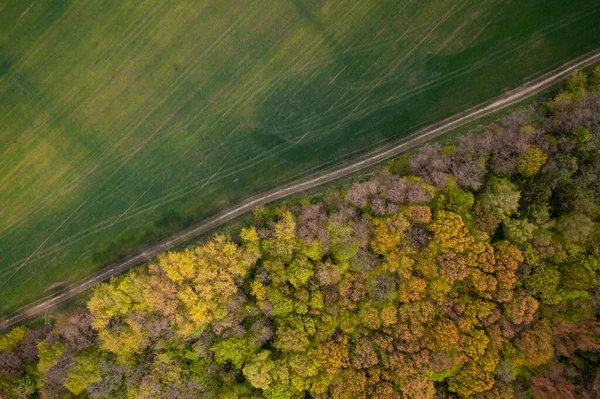 Aerial view on forest and field from drone