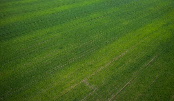 Aerial View Green Field Drone — Stock Photo, Image