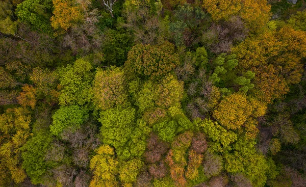 Aerial view on  forest from drone