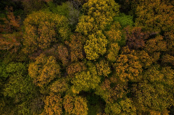 Luftaufnahme Des Waldes Aus Der Drohne — Stockfoto