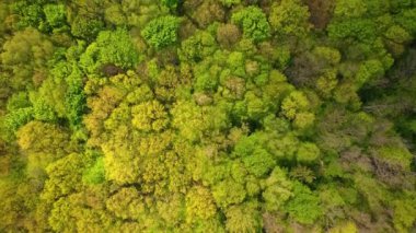 İnsansız hava aracından ormana hava görüntüsü