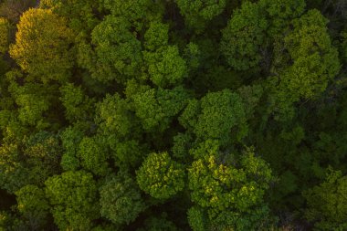İnsansız hava aracından ormana hava görüntüsü