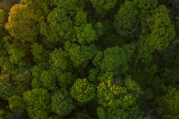 Aerial view on  forest from drone