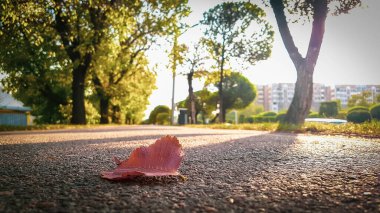 Sonbahar parkında yaprak