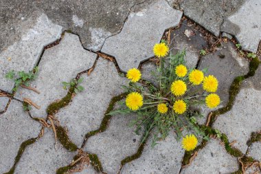 dandelion Bush grows in the pavement tiles close-up. A flower breaks through a pavement slab-a concept of perseverance and the power of nature. clipart