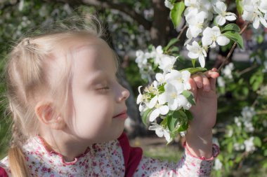 Küçük sarışın bir kız elma bahçesinin çiçeklerini kokluyor. Çiçekli bir elma bahçesinde bahar neşesi. Alerji sezonu, alerji riski.