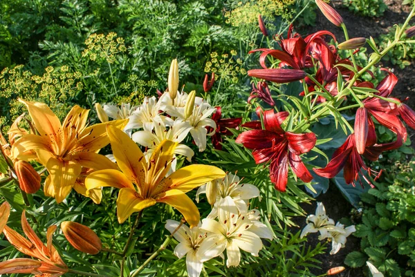 Flores Lirio Colores Jardín —  Fotos de Stock