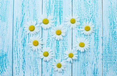 Parlak papatya çiçekleri mavi ahşap arka planda kalp şeklinde serilmişti. Tatil ve yaz konsepti.