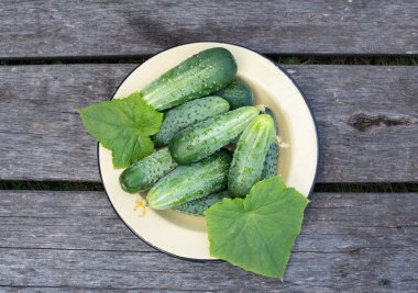 Ahşap bir zemindeki tabakta taze salatalıklar toplandı..