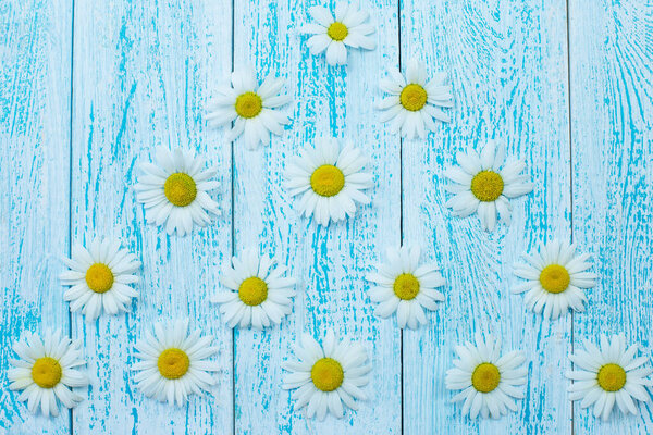 Blue wooden background with bright chamomile flowers. The concept of vacation and summer. copy space.