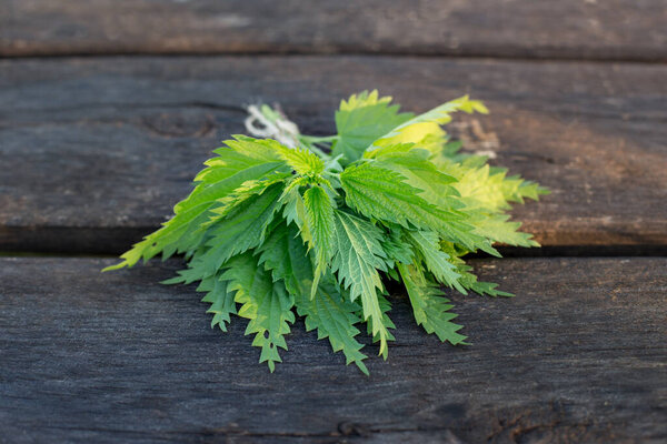 A fresh bunch of cut nettles on a wooden background. Preparation of medicinal herbs in early spring. The concept of natural medicine.