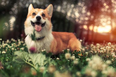 çiçekler içinde oturan Galce corgi köpek
